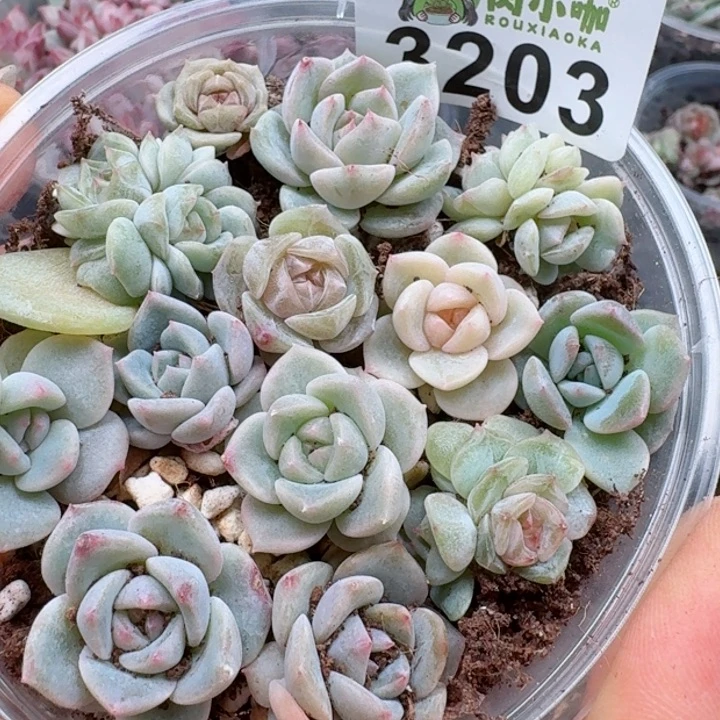 多肉植物多肉植物