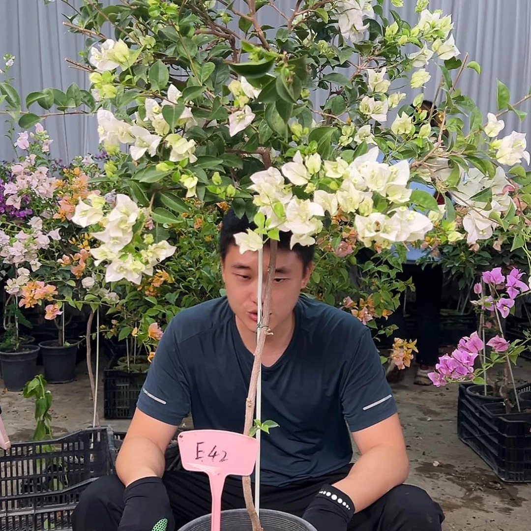 *****当前无花栽培后可以开花E42丽娜