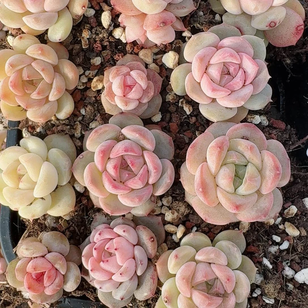 杂交新品珍妮多肉285