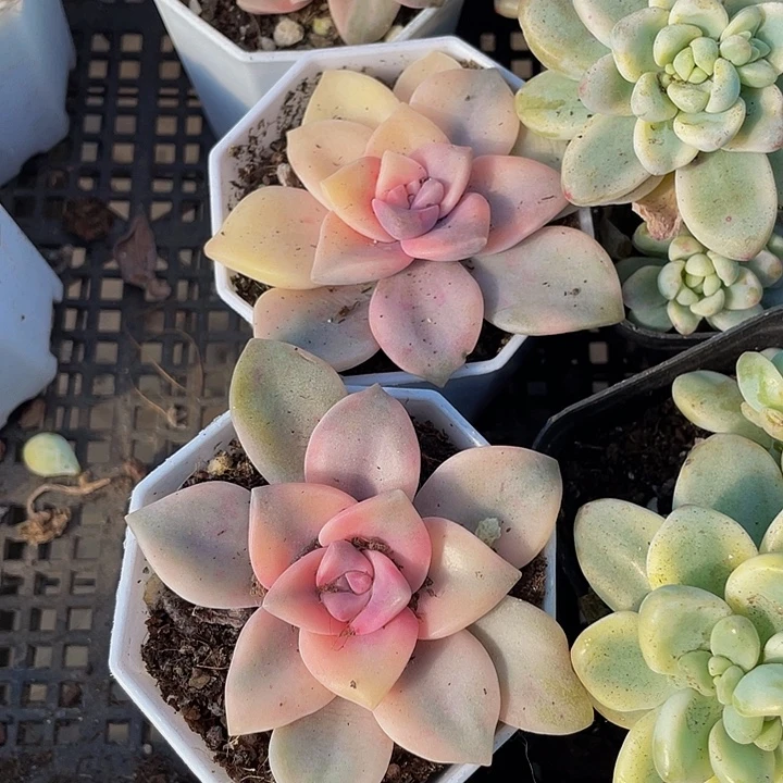 紫乐锦带盆土发货