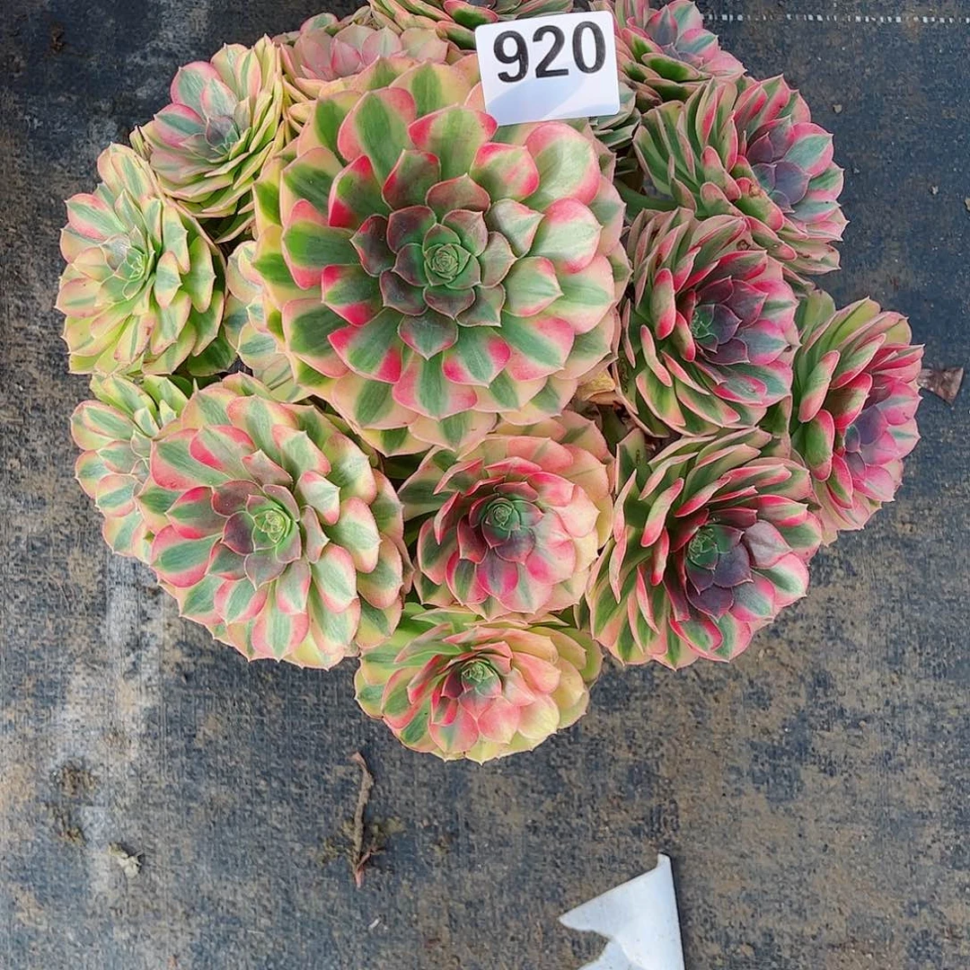 无花朵小*多肉植物雨和920