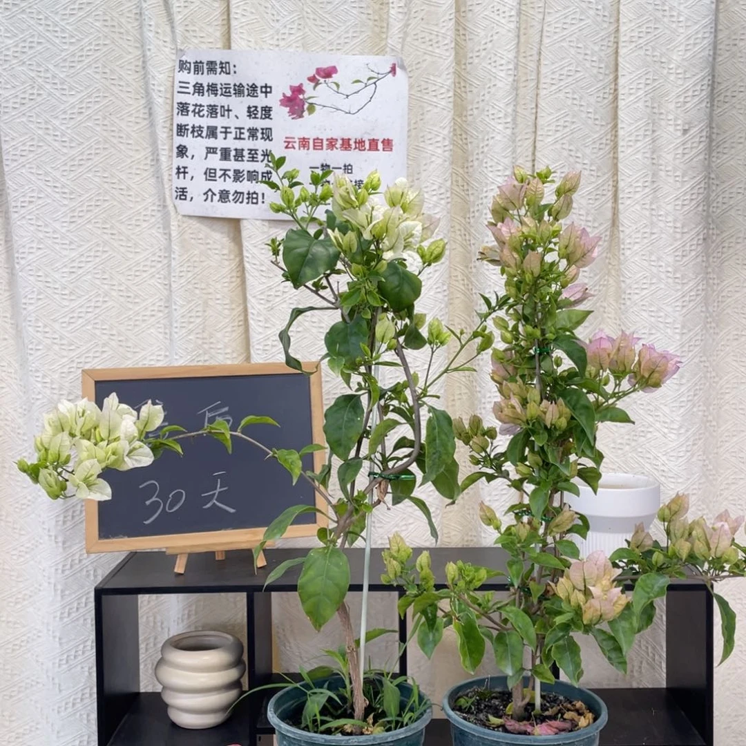 全部花朵白雪公主+丽娜