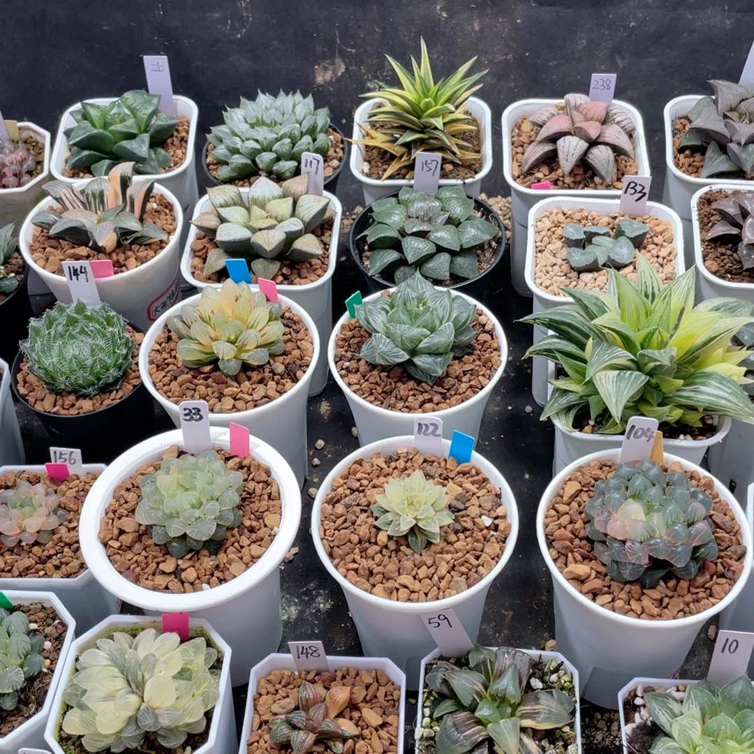 ?**サ专拍冰灯锦。