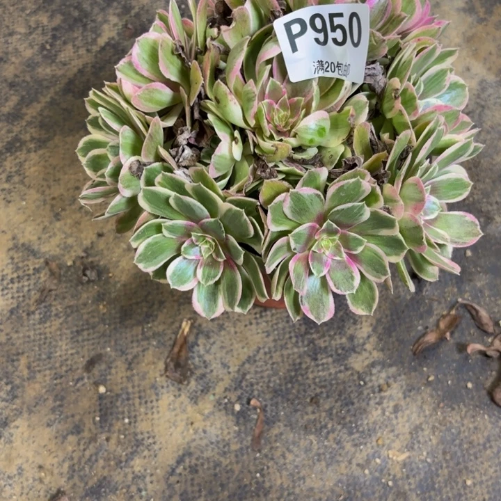 瑞妈多肉园艺950。孔雀翎