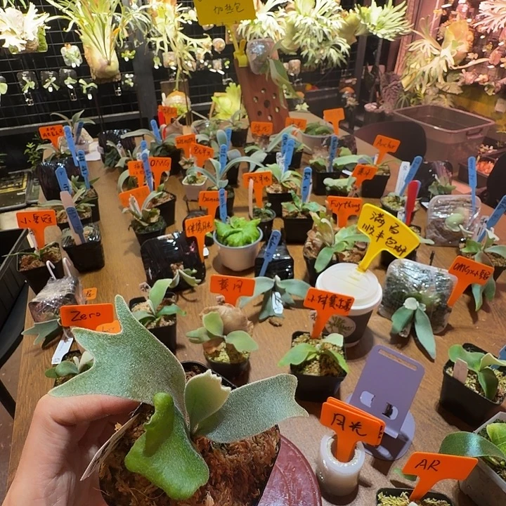 无花朵鹿野直播间竞拍月光