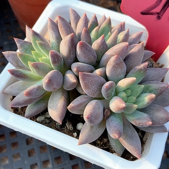 多肉植物红蜻蜓218