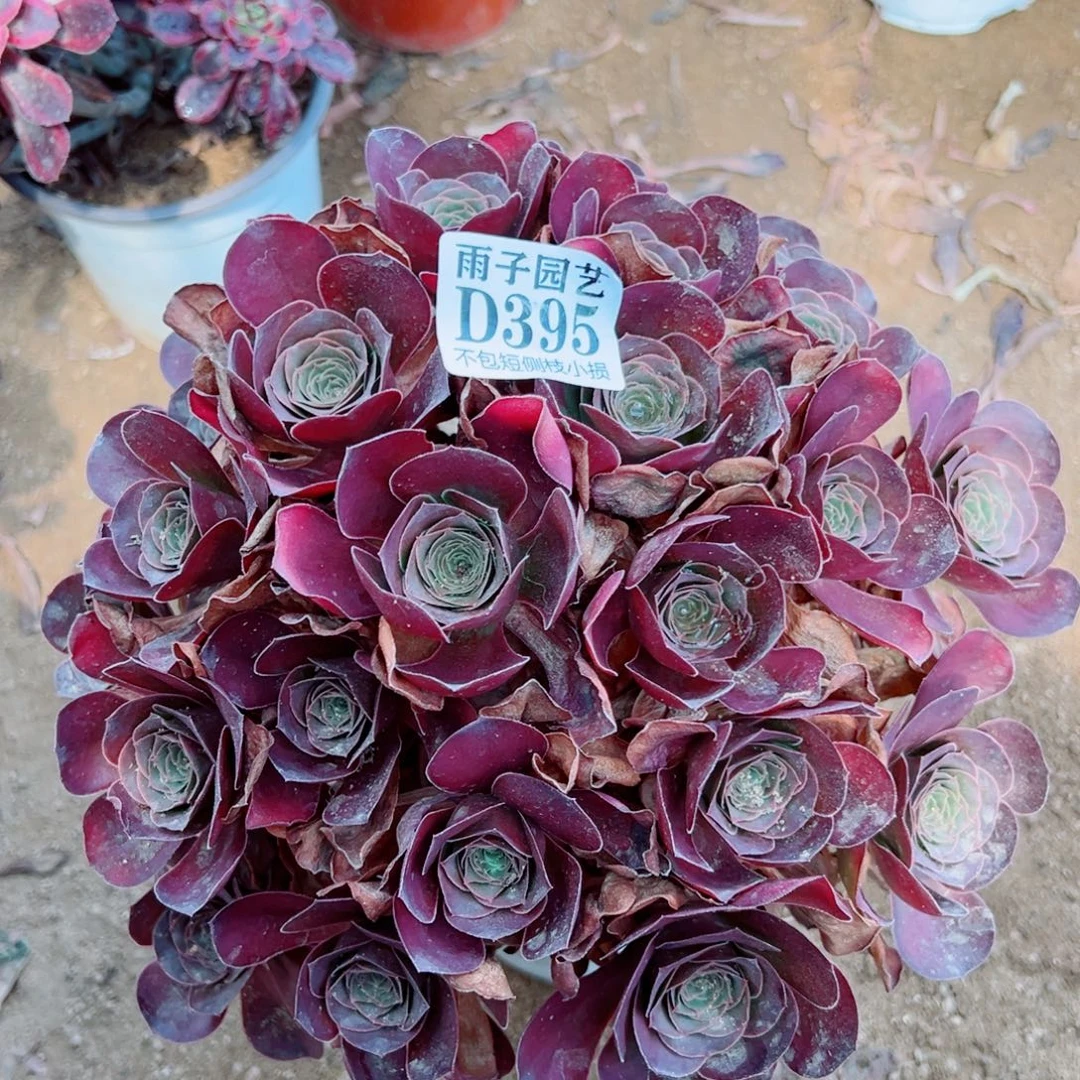 395魅金玫瑰尺寸30左右