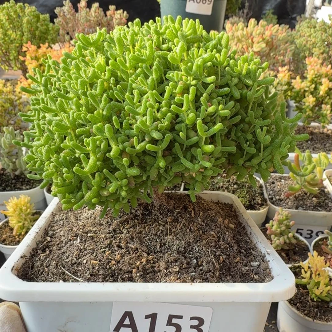 A153蜜橘糖球一物一拍