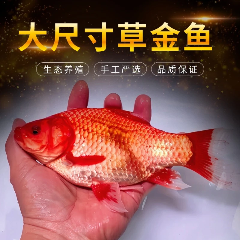 【大尺寸18-20厘米1条】精品草金鱼鲜活活体观赏鱼渔场直发