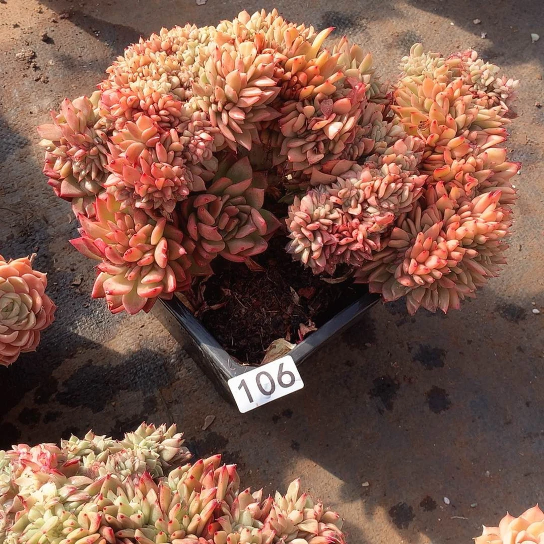 106 一物一拍多肉