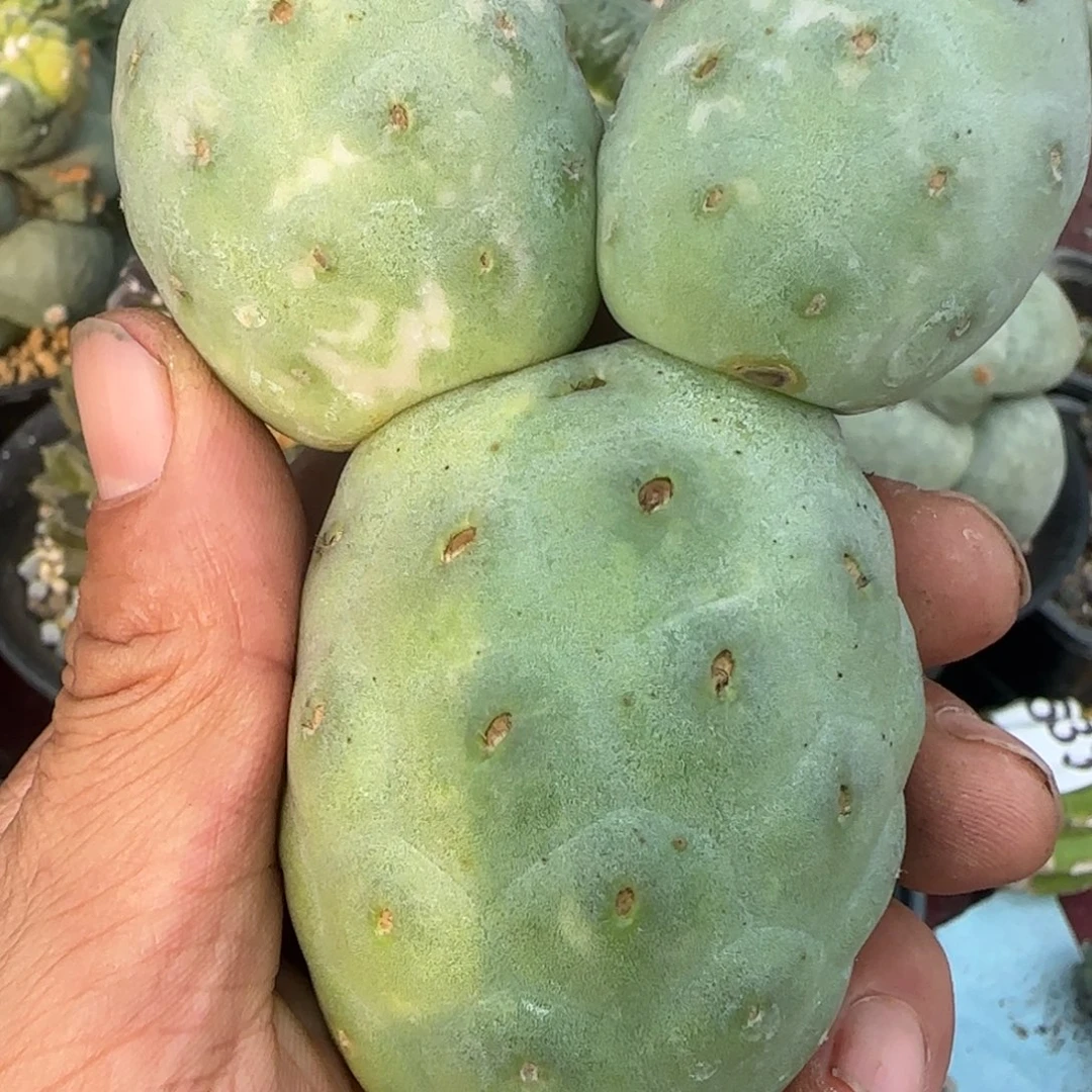 无花朵大型无刺米奇落地无根
