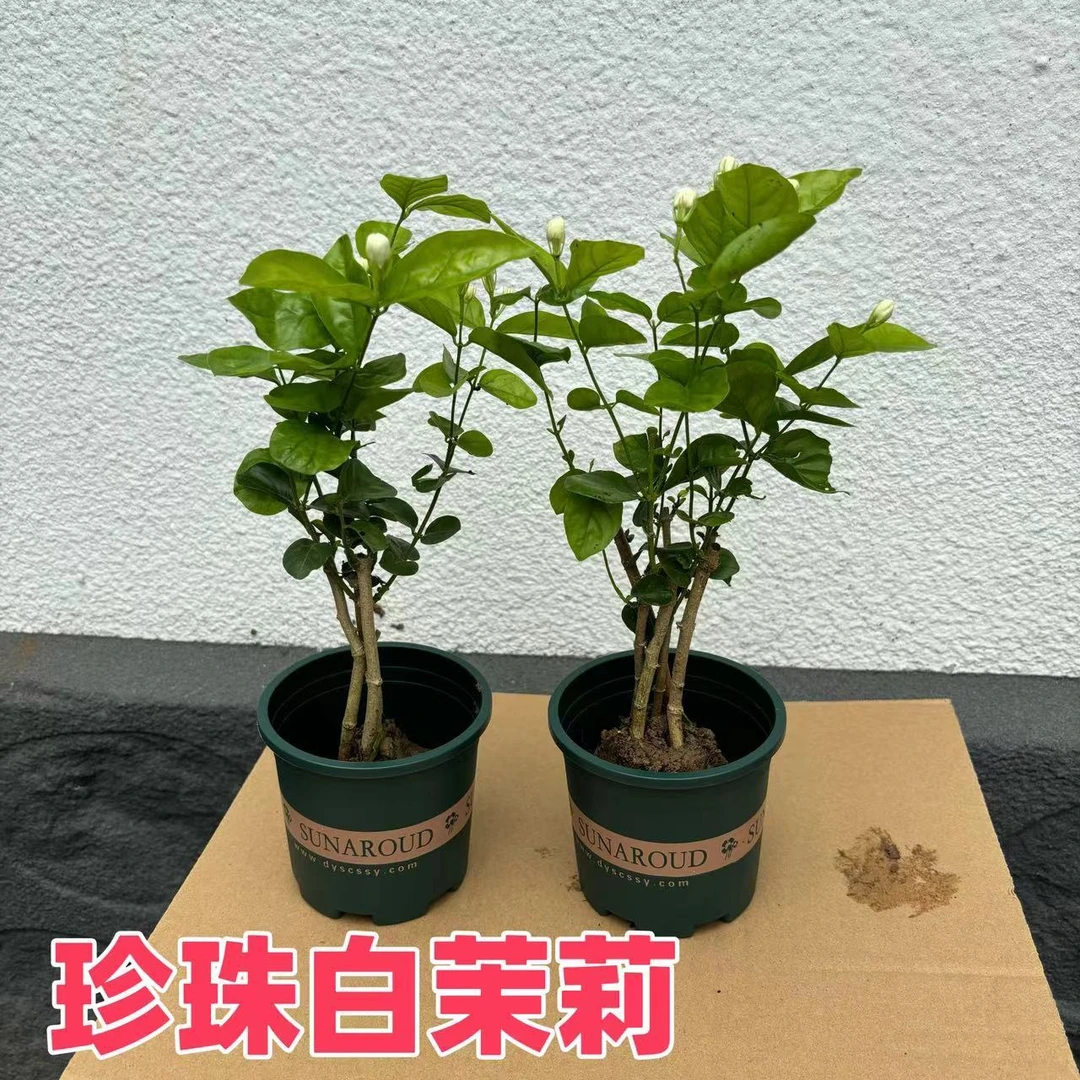 珍珠白茉莉小苗3盆带花