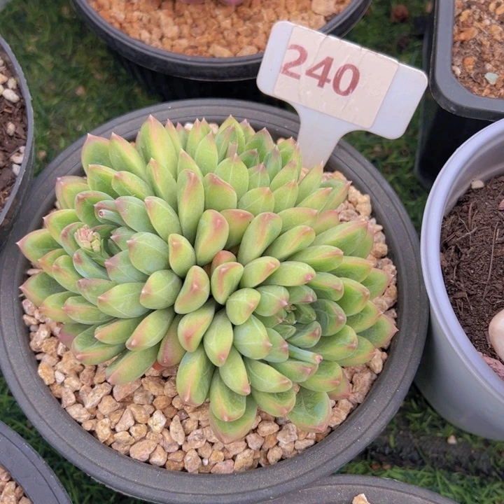 九*健健康康平平安安