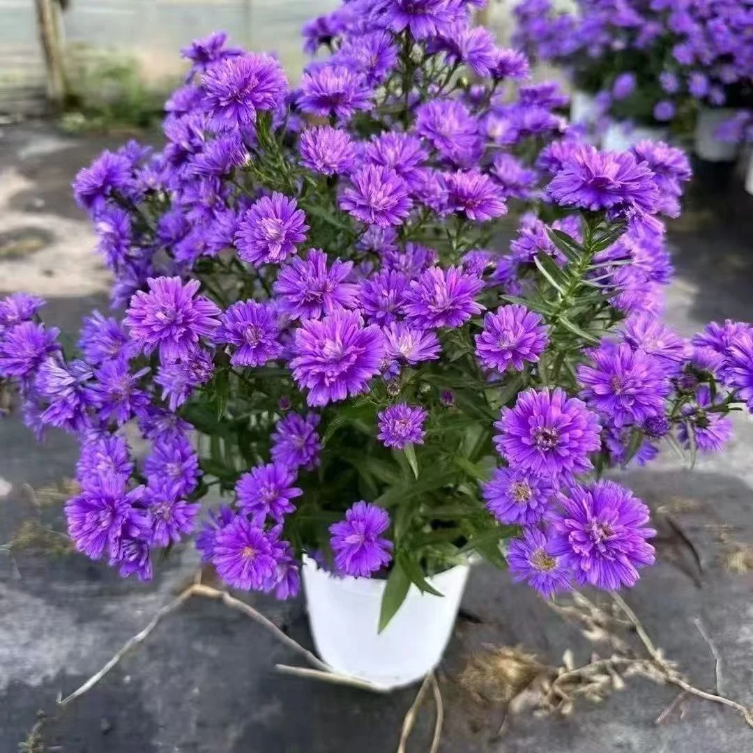 紫色系翠菊耐热耐寒原盆原土发货耐热耐寒