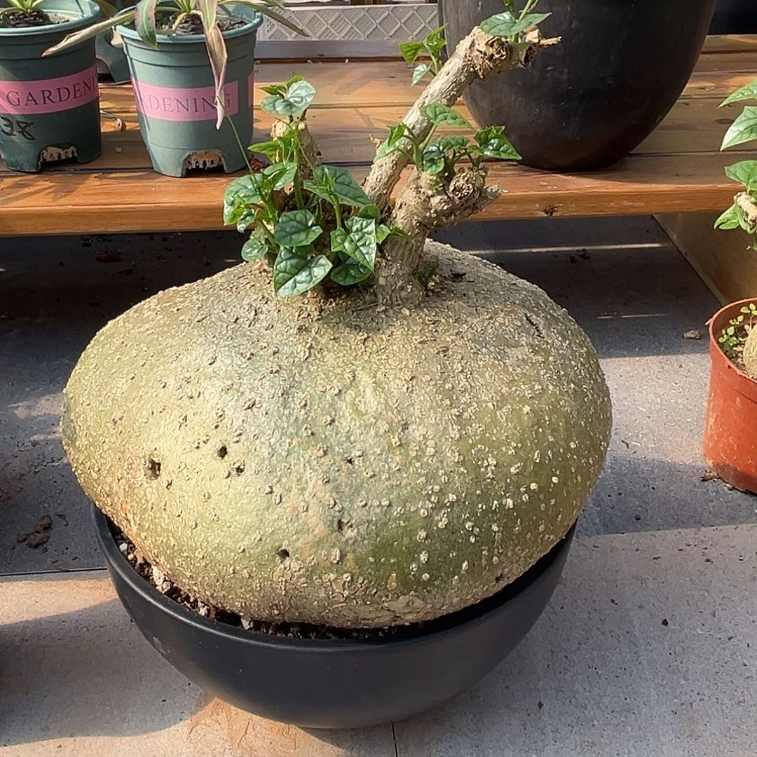 汤圆植物银叶睡布袋原价380