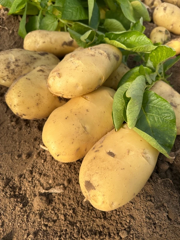 山东精品特大果新鲜土豆净5斤装