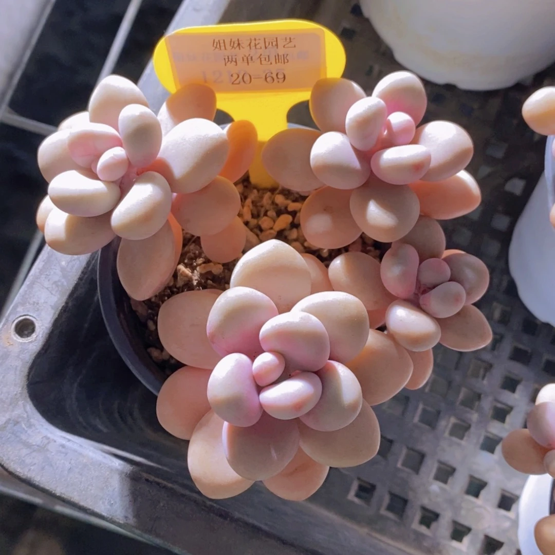 20-69-母本桃蛋群多头一个