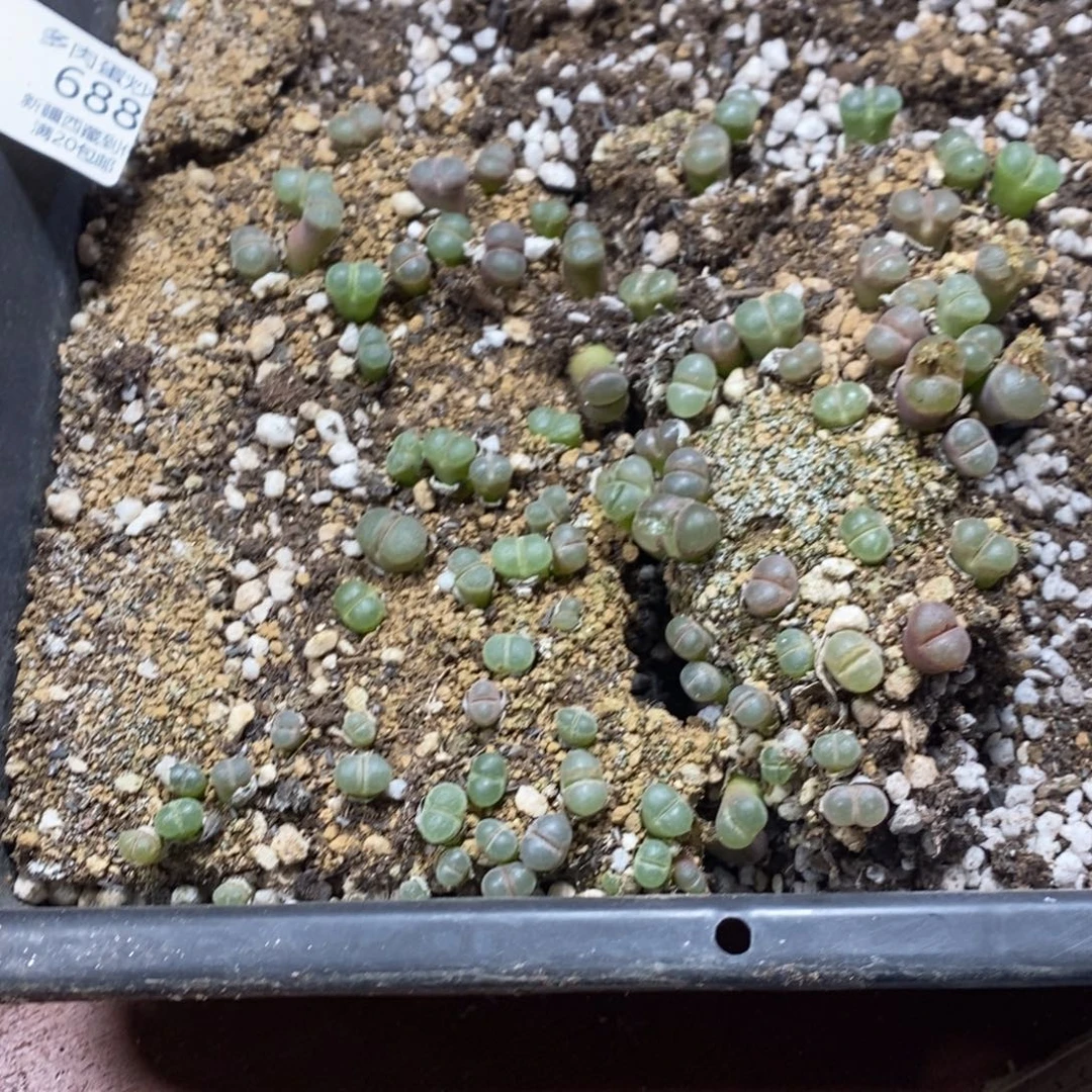 时***迁多肉蛋炒饭，感谢您相伴688