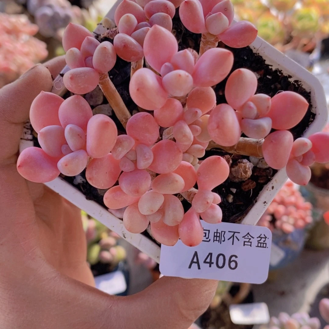 樱花洛神7cm406多肉