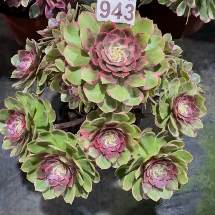 粉花妖94300000000