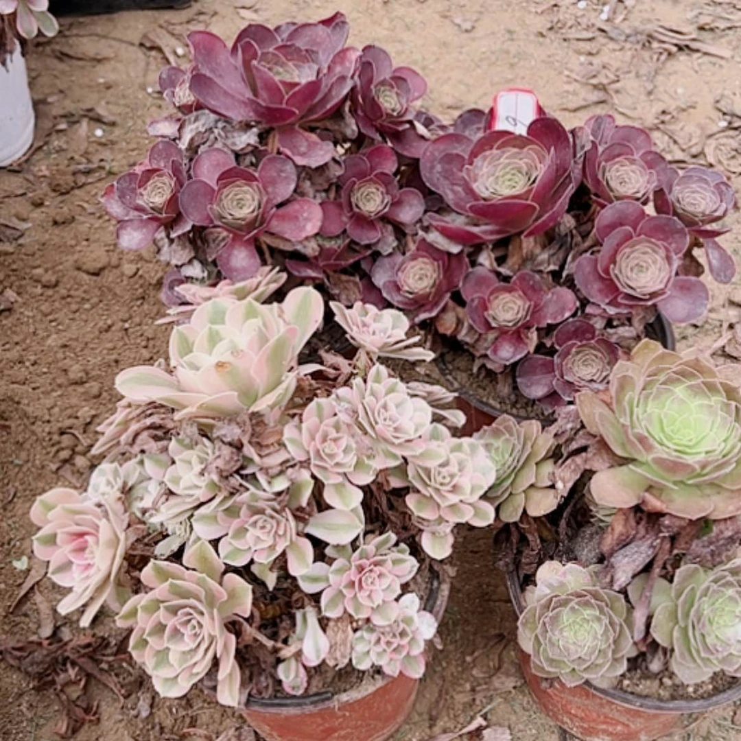 【闪购商品】无花朵阿**.6号套餐4颗