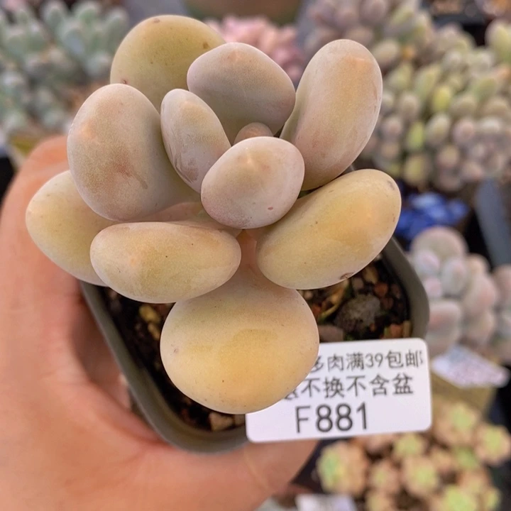 蛋黄奶881多肉植物