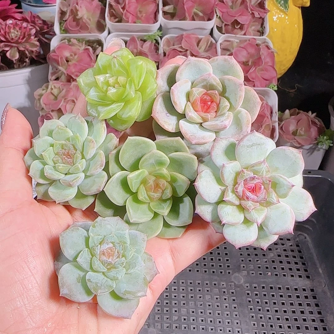 0714---39糖心珍妮
