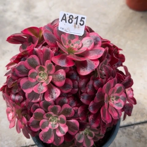 815美杜莎25厘米左右有断枝