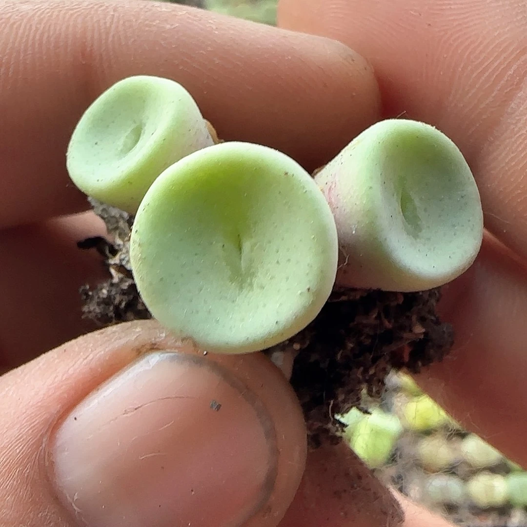 酒杯。       37366