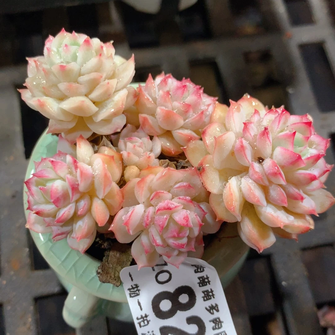 5CM拇指盆精控多肉ZO821