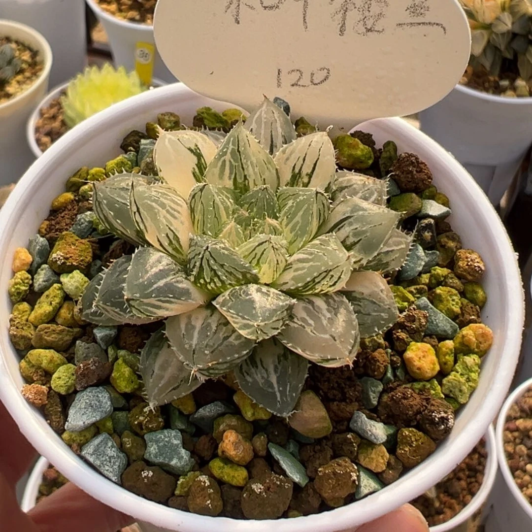 小叶楼兰锦111111111