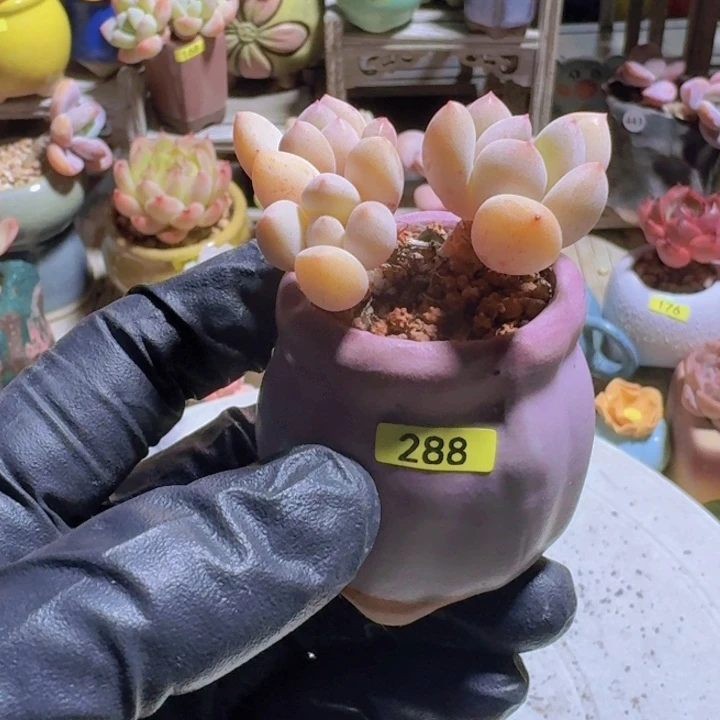 一物一拍编号288