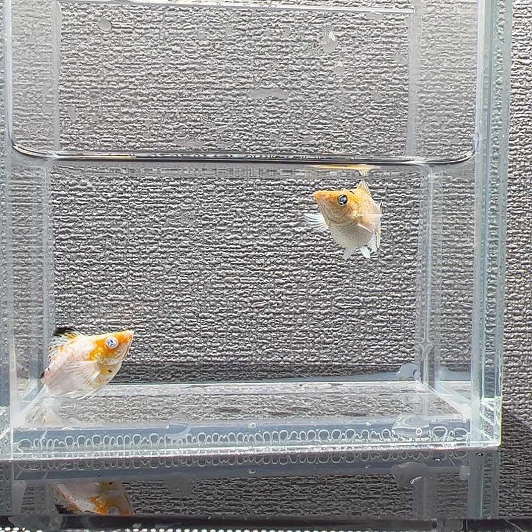 孔雀鱼樱花三色钻眼