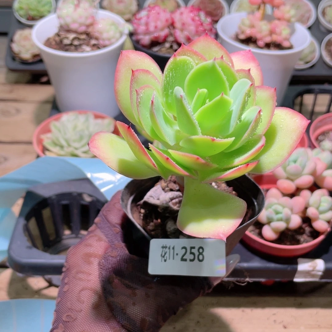 花利美11-258碧桃