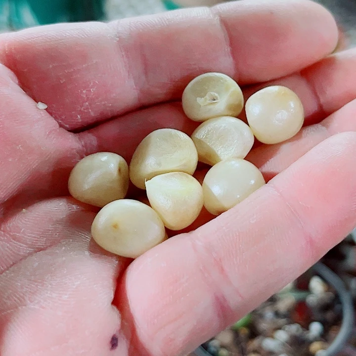 彩兰点血兰种子种子