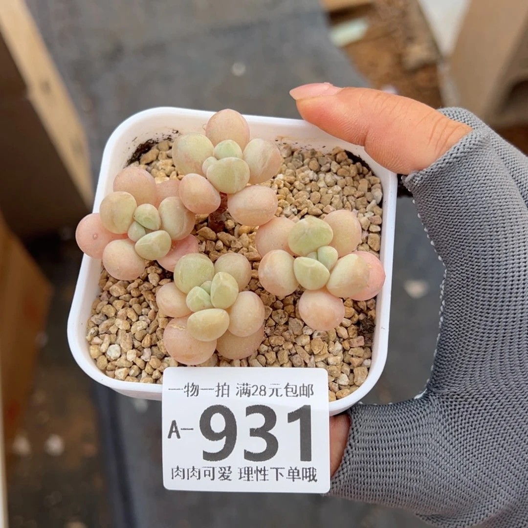 桃***春萤火虫奶多肉多肉