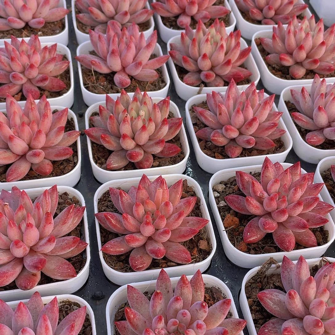 量拍30号 金鱼姬车厘子单头一个