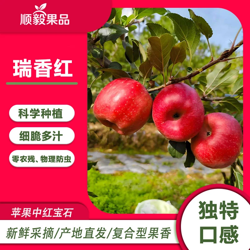 【瑞香红精品】白水瑞香红苹果高端品口感升级脆爽多汁适合孕妇儿童