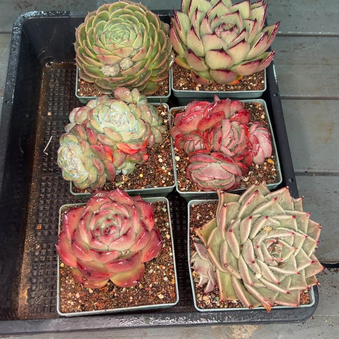 从前慢多肉精选编号0120.178