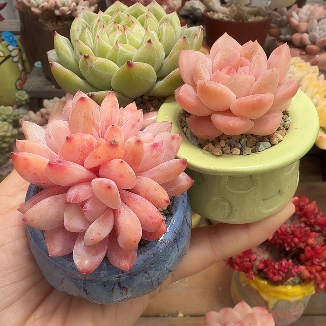 满***达3盆 多肉含盆土 一物一拍