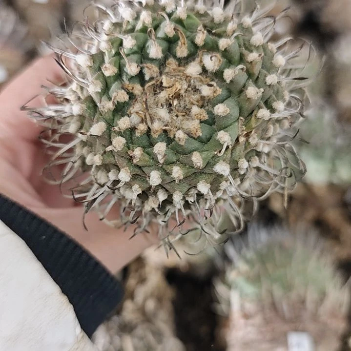 一物一拍，21号欧输产地娇丽！