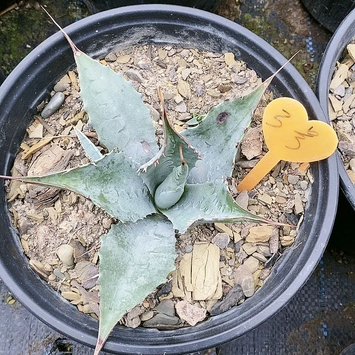 【闪购商品】无花朵龙舌兰赖光三单包邮