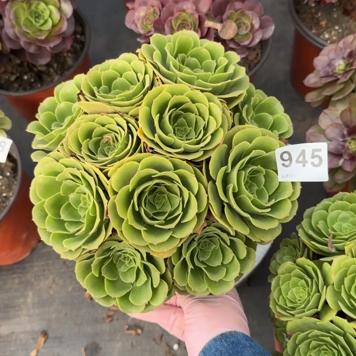 多肉植物绿玫瑰945