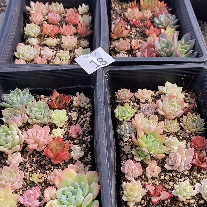 18 多肉植物盆栽花卉