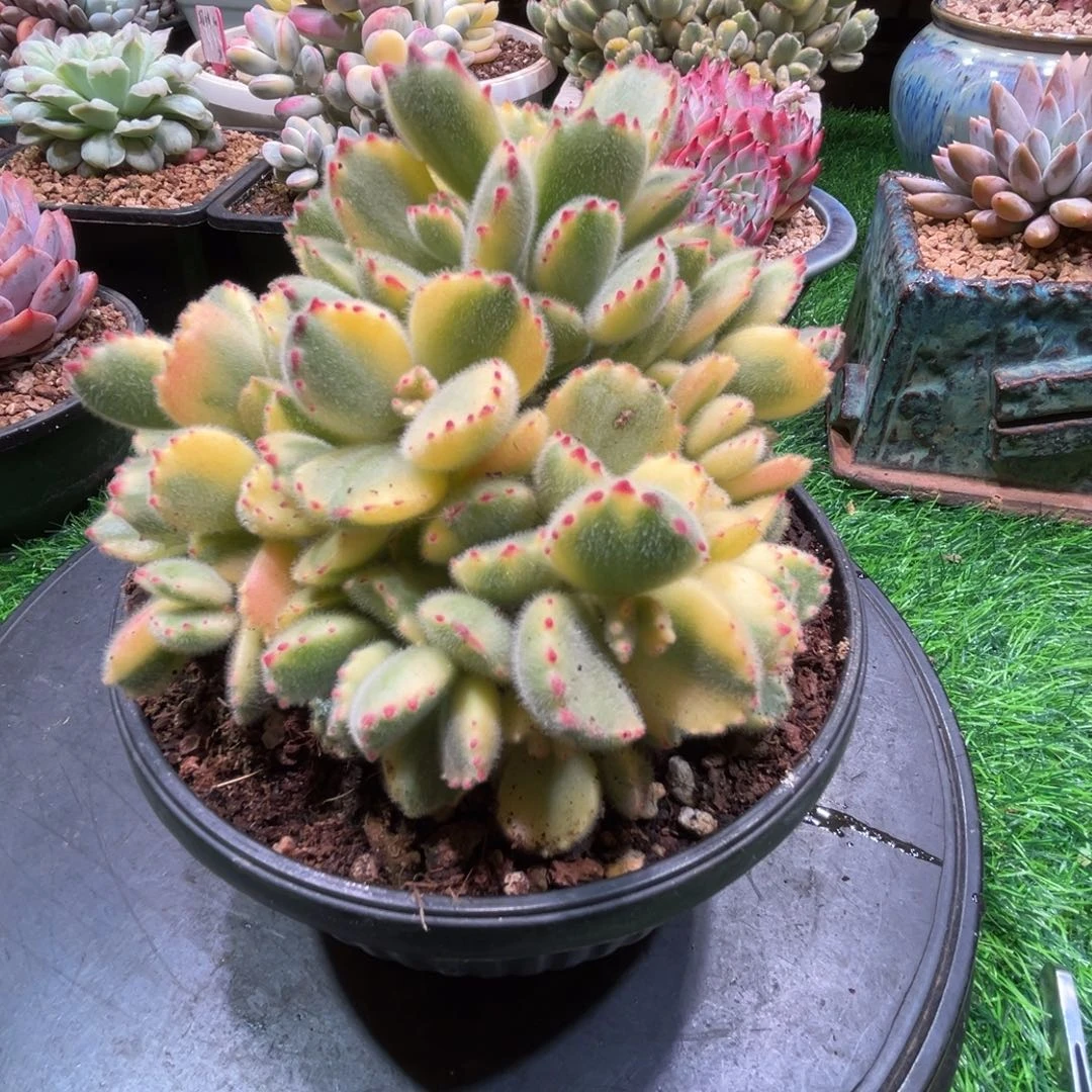 风***尾白熊，一物一拍。