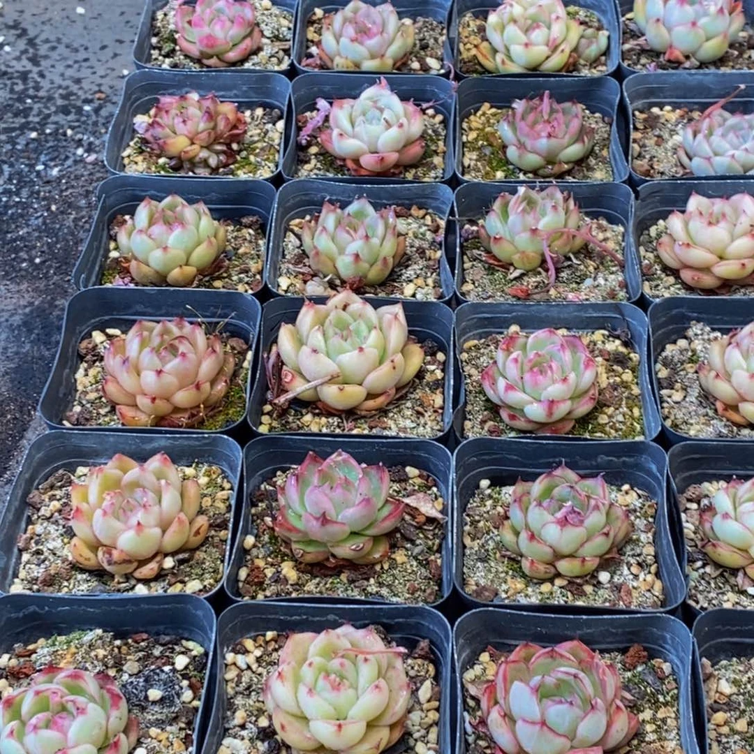 307多肉植物保护研究所所长