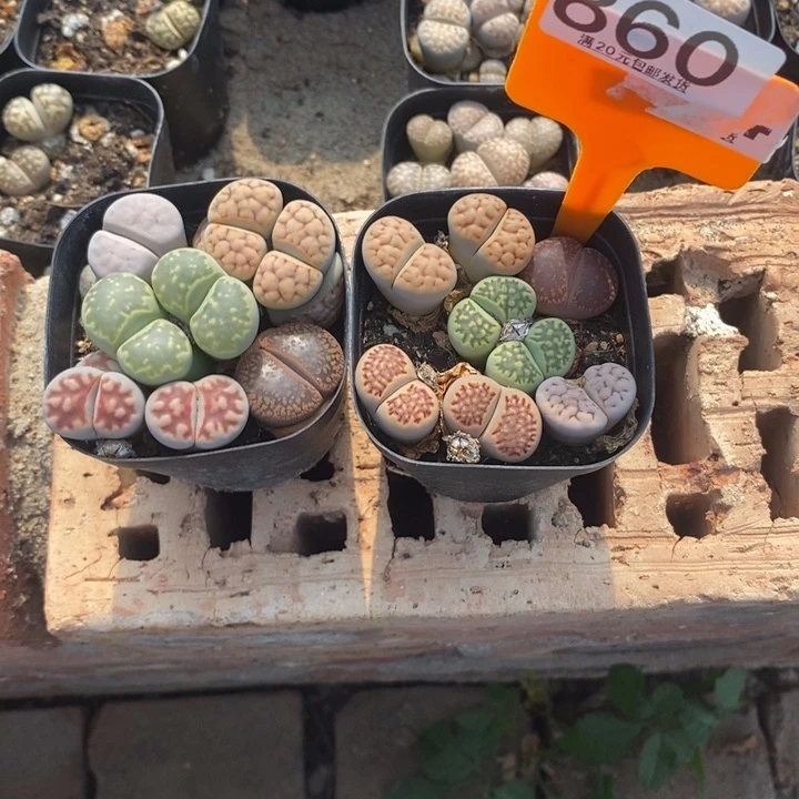 ?****啊生石花等植物860