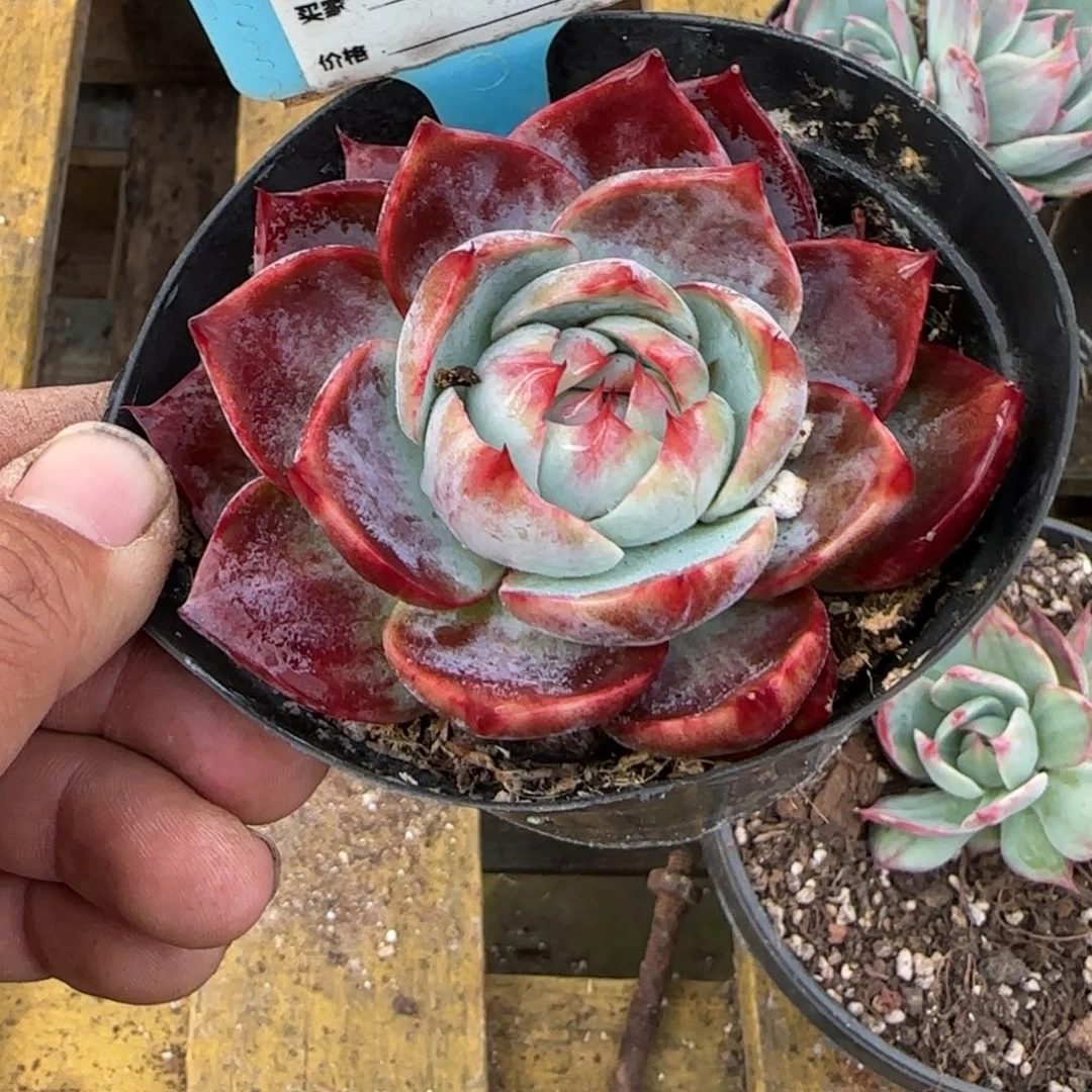 紫红惊鸿一物一拍包装收缩花旱918