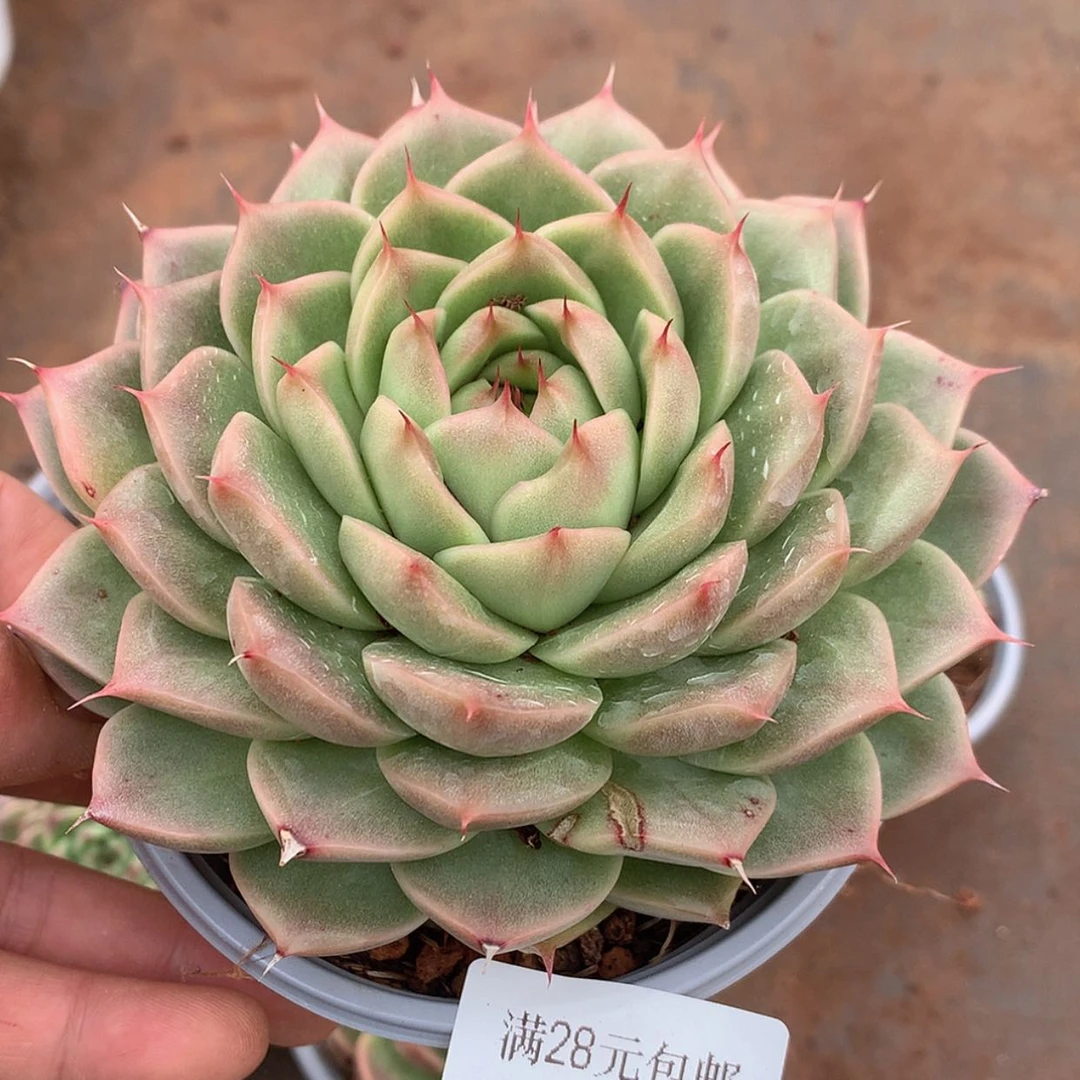 【闪购商品】云274号睫毛麦秆12厘米