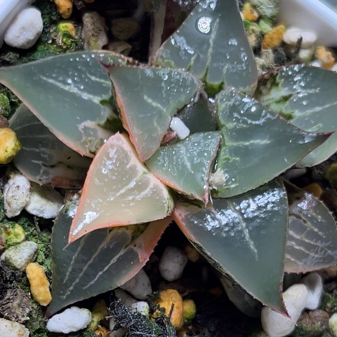 恭喜发财大吉大利0487